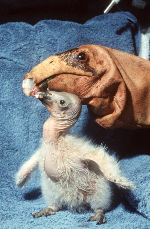 feeding-glove-puppet